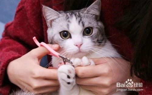 防止猫咪乱抓挠家具的五个小妙招