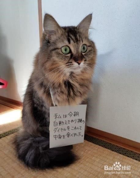 防止猫咪乱抓挠家具的五个小妙招