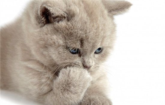 猫喜欢抓挠家具怎么办 如何防止猫咪抓挠家具