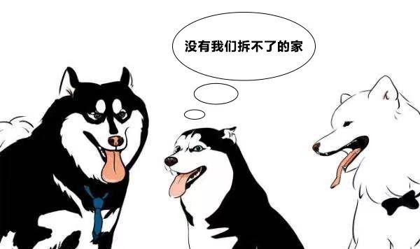 家里有宠物，家具到底该怎么选？