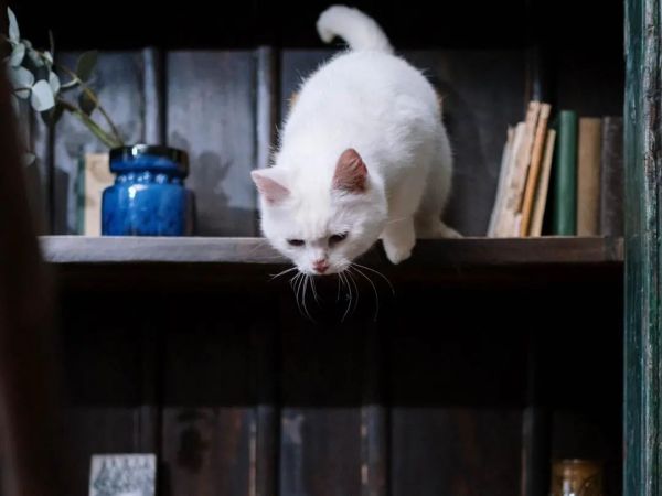 家里有宠物，家具到底该怎么选？