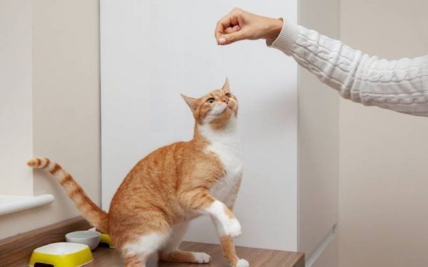 如何训练猫咪……?