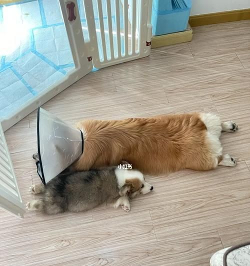 宠物狗后腿抽搐的原因及处理方法（探究宠物狗后腿抽搐的病因）