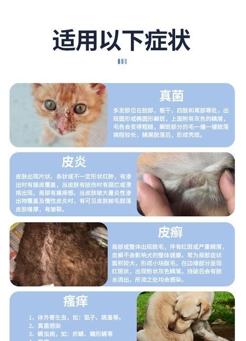 狗狗真菌感染的症状及预防方法（宠物保健知识）