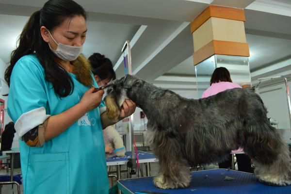 雪纳瑞犬胡子变色怎么办 雪纳瑞犬胡子要怎么才可以变白