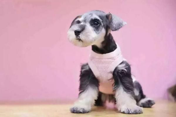 怎么给雪纳瑞犬梳毛？给雪纳瑞梳毛需要注意什么