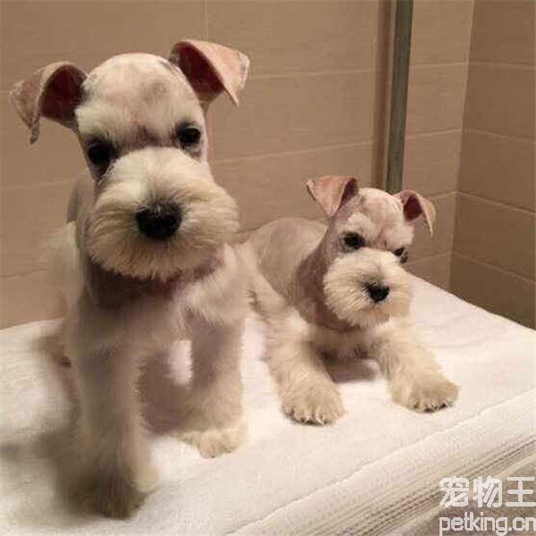 雪纳瑞犬多大可以剪毛 雪纳瑞几个月开始修毛