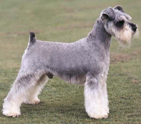 雪纳瑞犬为什么要断尾？什么时候给雪纳瑞断尾最好？