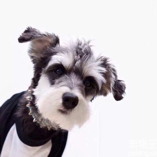 怎么防止雪纳瑞犬的胡子变黄？