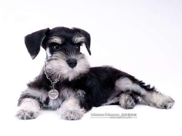 怎么给雪纳瑞犬剪指甲？雪纳瑞剪指甲教程