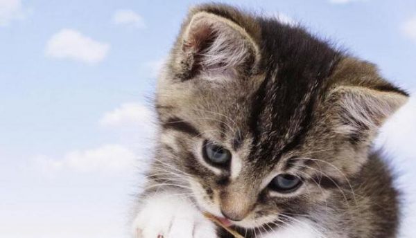 如何防止宠物猫早上乱叫（打造一个宁静的早晨，让你我和猫咪都能愉快起床）