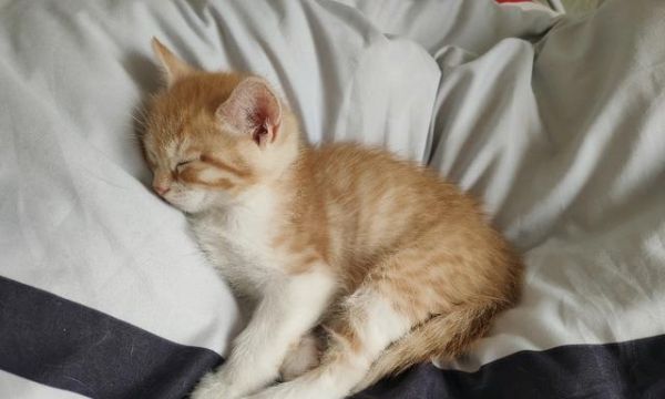 如何防止宠物猫早上乱叫（打造一个宁静的早晨，让你我和猫咪都能愉快起床）