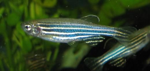 斑马鱼（Danio rerio）技术服务