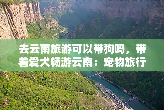 去云南旅游可以带狗吗，带着爱犬畅游云南：宠物旅行全攻略