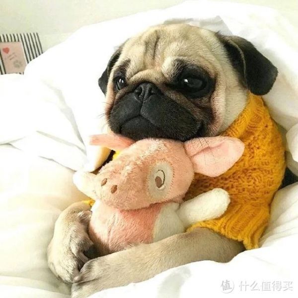 狗狗爱咬人怎么办 这种坏毛病如何解决
