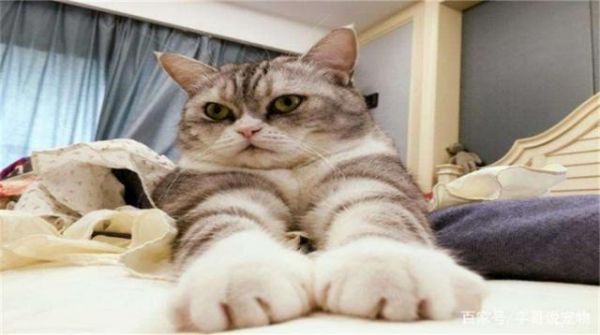 猫咪总是抓坏家具，却不肯乖乖剪指甲，教你这几招