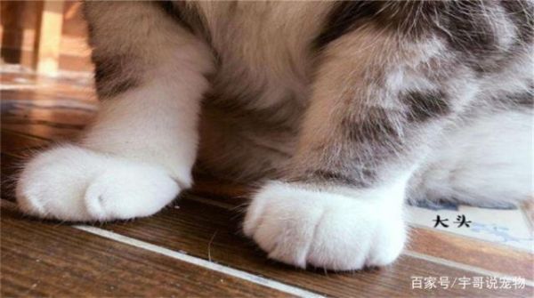 猫咪总是抓坏家具，却不肯乖乖剪指甲，教你这几招