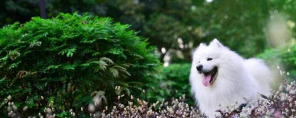 如何训练萨摩耶趴下 怎么教萨摩耶趴下