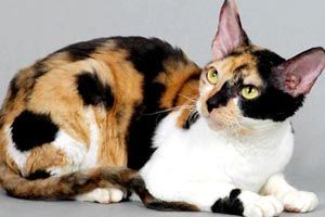 柯尼斯卷毛猫掉毛程度如何