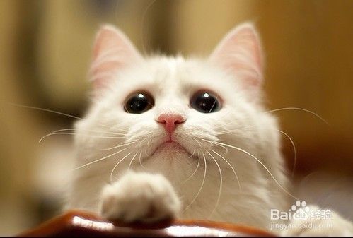 爱猫达人：猫喜欢用爪子抓家具，铲屎官怎么办？