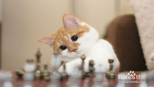 爱猫达人：猫喜欢用爪子抓家具，铲屎官怎么办？