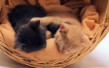 爱猫达人：猫喜欢用爪子抓家具，铲屎官怎么办？