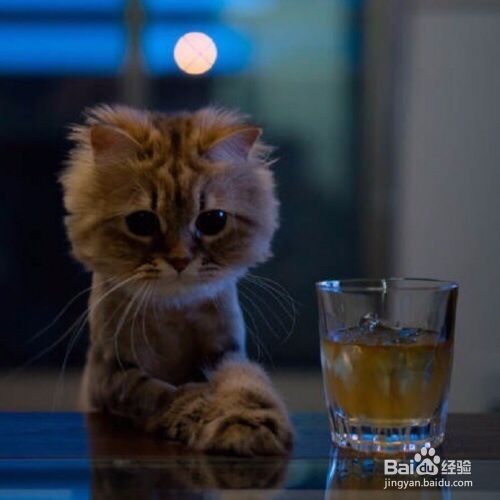 爱猫达人：猫喜欢用爪子抓家具，铲屎官怎么办？