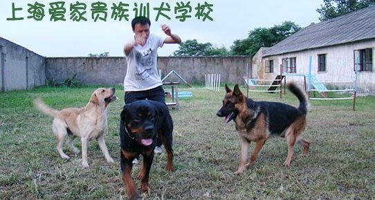 狗狗分离焦虑 狗狗分离不良行为 狗狗问题行为焦虑症