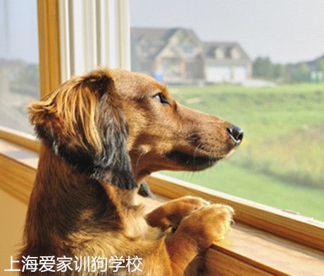 狗狗问题行为 狗狗不良行为 理解狗分离焦虑症