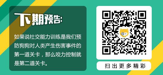 蓝炯专栏06：狗狗的社交能力训练