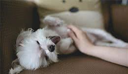 犬性格难捉摸？这三个测试，让你更了解狗狗