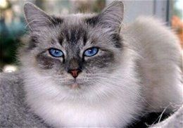 如何训练猫咪的“社交能力”