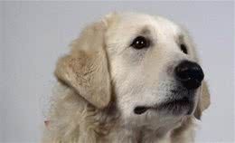 怎样才能训练好库瓦兹犬的社交能力呢？从幼年时就要注意了
