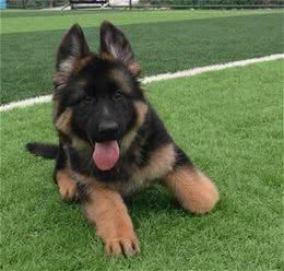 德国牧羊犬怎样训练？不同阶段的训练要注意什么？