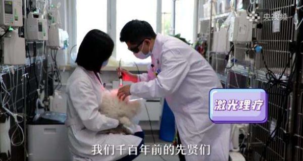 宠物临床医学大专推荐学校(宠物临床诊疗技术就业前景大专)