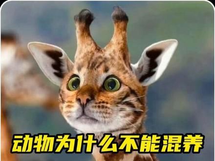 动物为什么不能一起混养，因为它们很容易就会被带偏，哈哈哈！ #动物的迷惑行为 #神奇动物在抖音 #搞笑动物 #动物成精