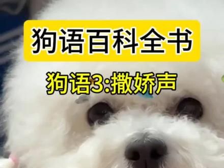 听到狗狗发出这个声音，说明狗子想让你抱抱它了！快去试试你家宝子吧！#狗语十级铲屎官无障碍交流 #新手养狗 #狗语十级 #萌宠出道计划 #养狗经验分享