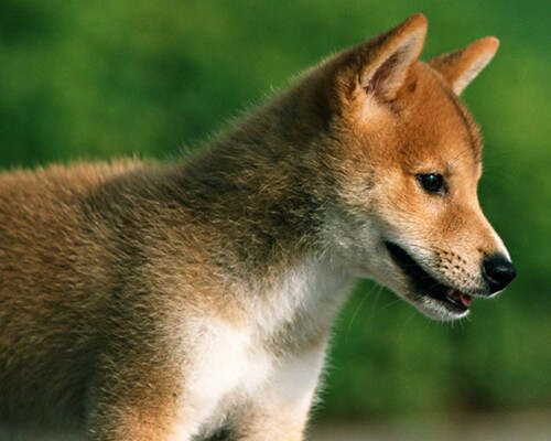 柴犬