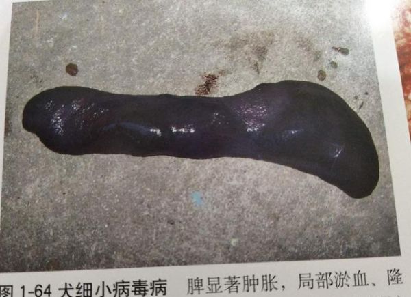 宠物狗犬细小（cpv）的诊断与治疗