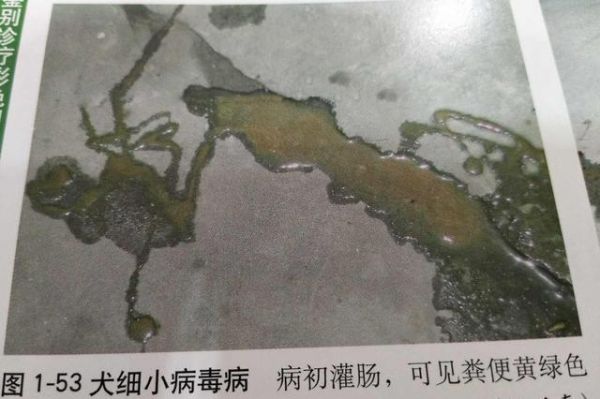 宠物狗犬细小（cpv）的诊断与治疗