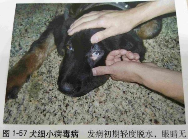 宠物狗犬细小（cpv）的诊断与治疗