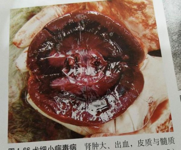 宠物狗犬细小（cpv）的诊断与治疗