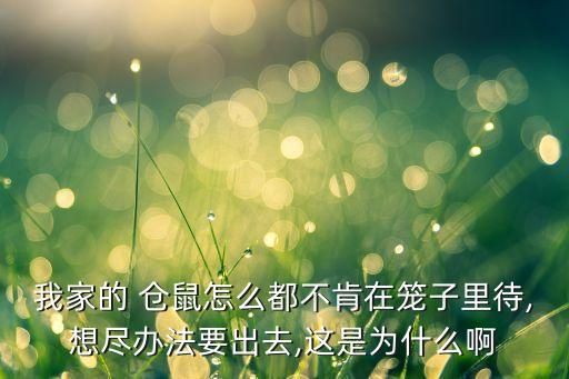 我家的 仓鼠怎么都不肯在笼子里待,想尽办法要出去,这是为什么啊