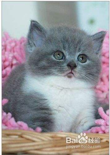 训练宠物猫和你握手的方法