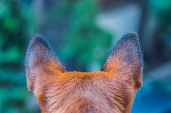 狗狗容易耳朵感染，特别是垂耳的犬种，这7个方法你找原因预防