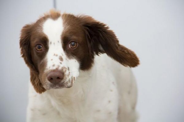 狗狗容易耳朵感染，特别是垂耳的犬种，这7个方法你找原因预防