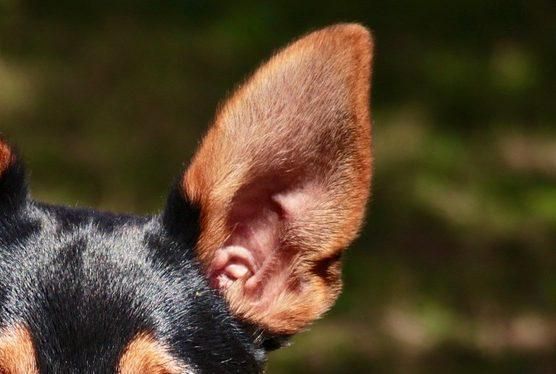 狗狗容易耳朵感染，特别是垂耳的犬种，这7个方法你找原因预防