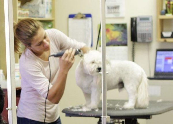 狗狗容易耳朵感染，特别是垂耳的犬种，这7个方法你找原因预防
