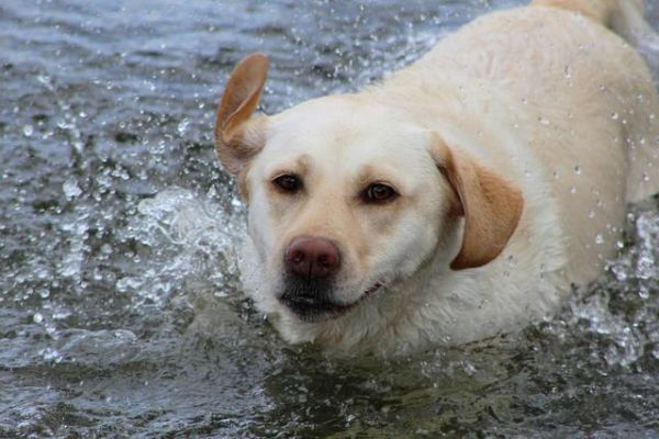 狗狗容易耳朵感染，特别是垂耳的犬种，这7个方法你找原因预防