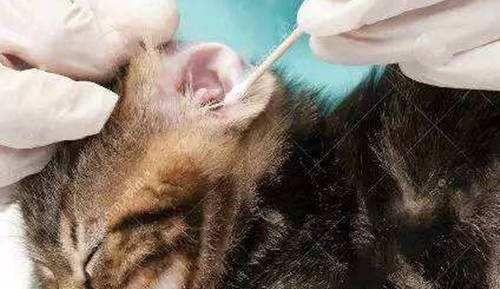 猫咪耳朵感染的病因及预防措施（宠物猫常见耳部疾病）